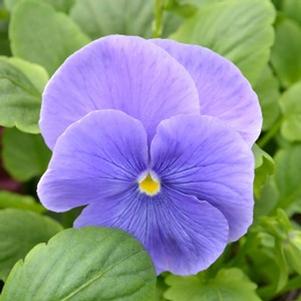 Viola x wittrockiana 'PAS786624'