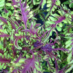 Solenostemon scutellarioides 