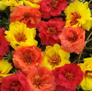 Portulaca grandiflora 