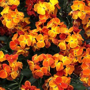 Erysimum cheiri 