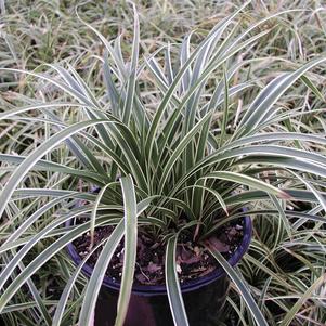 Carex morrowii 'Ice Dance'