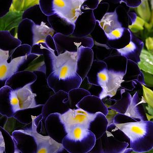 Torenia fournieri 'PAS786690'