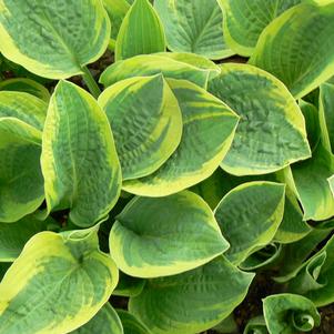 Hosta x 'Wide Brim'