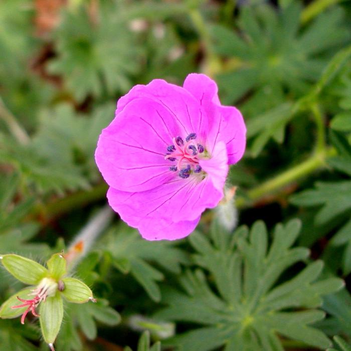 Geranium New Hampshire Purple (Geranium New Hampshire Purple)