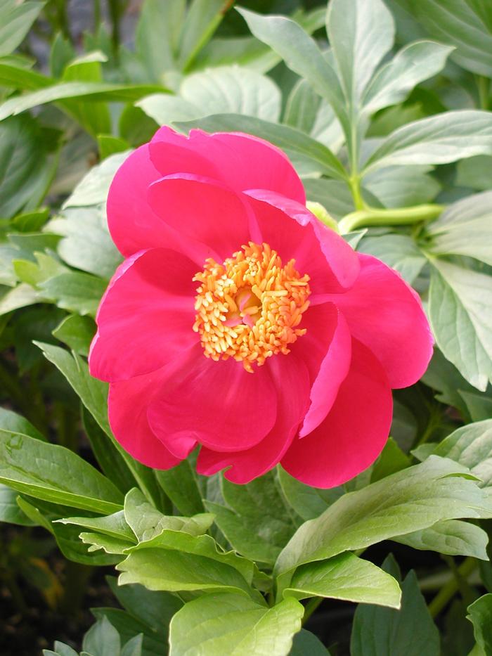 Peony Scarlet O'Hara (Peony Scarlet O'Hara)