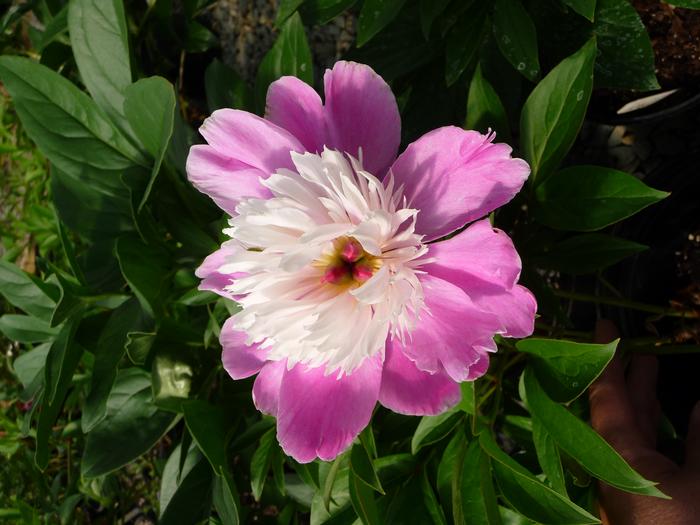 Peony Cora Stubbs (Peony Cora Stubbs)