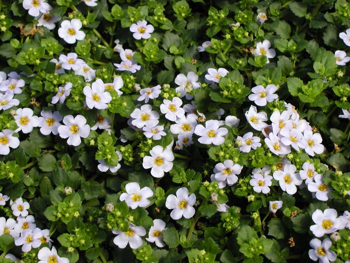 Bacopa Collossal Blue Sky (Bacopa Collossal Blue Sky)