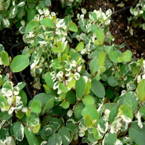 Breynia Hawaiian Snowbush (Breynia Hawaiian Snowbush)