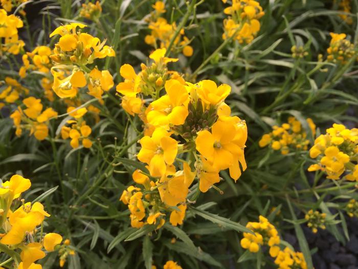 Erysimum Citrona Yellow (Erysimum Citrona Yellow)
