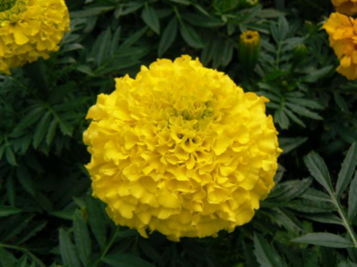 Marigold Antigua Yellow