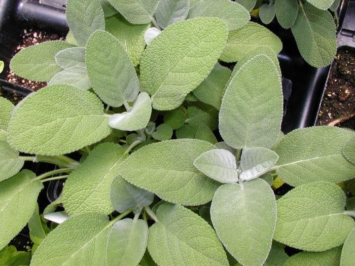 Sage Bergarten (Sage Bergarten)
