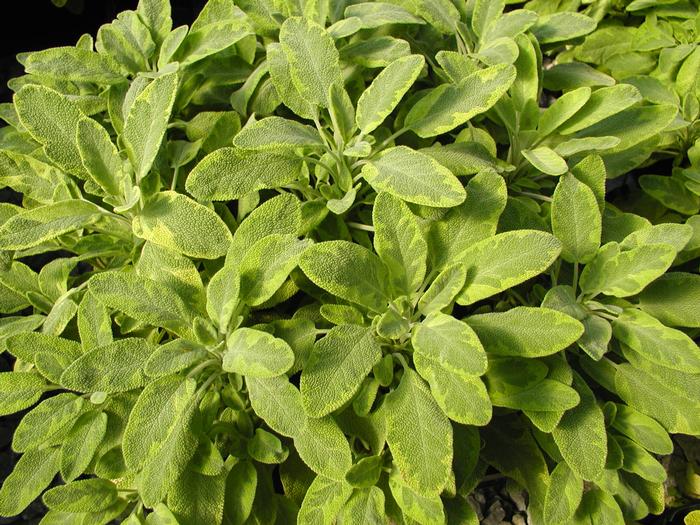 Sage Icterina (Sage Icterina)