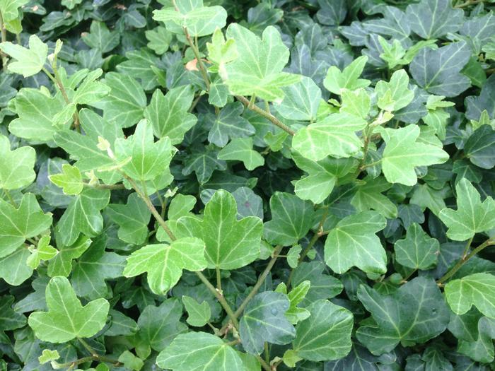Hedera 'Duckfoot' (Hedera 'Duckfoot')