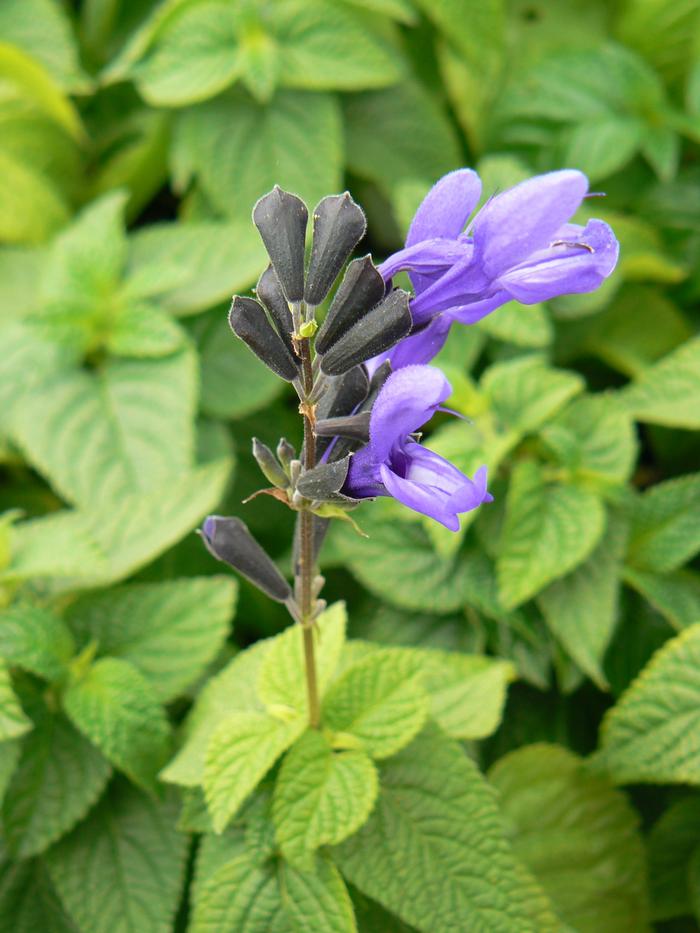 Salvia Black & Blue (Salvia Black & Blue)