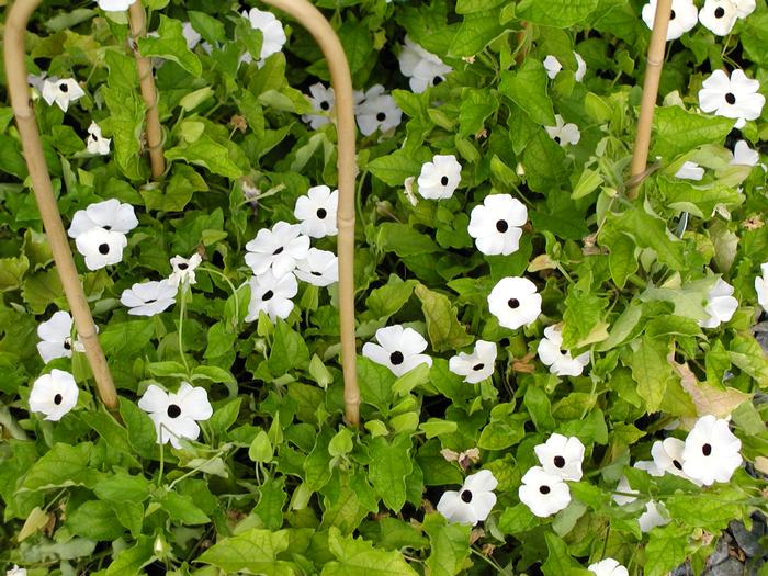 Thunbergia Susie Eyed Mix (Thunbergia Susie Eyed Mix)