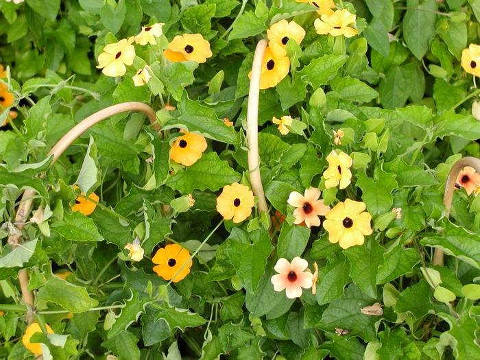Thunbergia Susie Orange/Black (Thunbergia Susie Orange/Black)