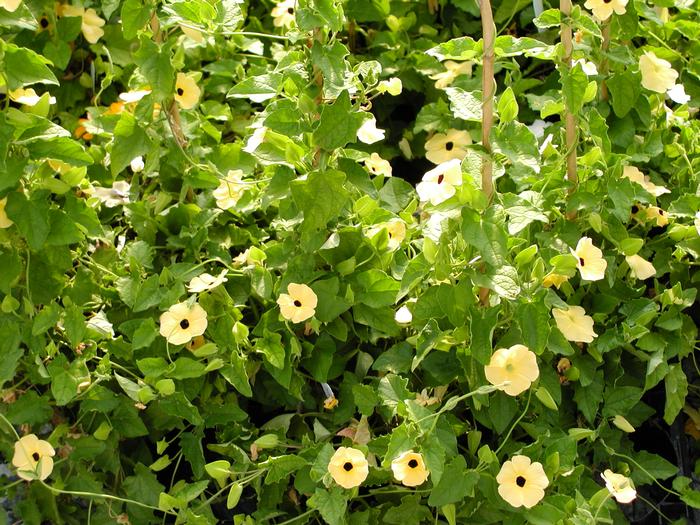 Thunbergia Susie Yellow/Black (Thunbergia Susie Yellow/Black)