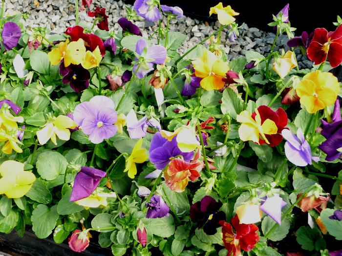 Pansy 'Panola Jewels n Jazz Mix' Panola Pansy from Plantworks Nursery