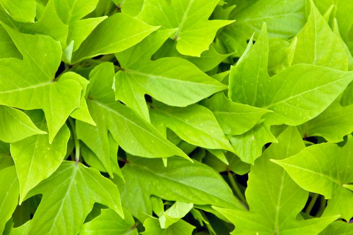 potato vine