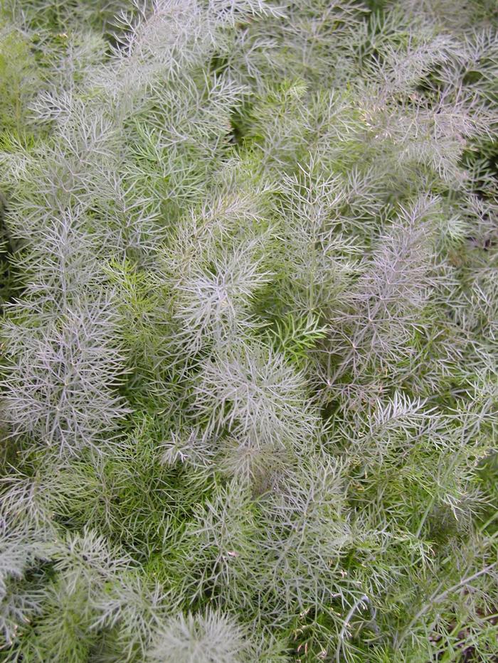 Fennel Bronze Leaf (Fennel Bronze Leaf)