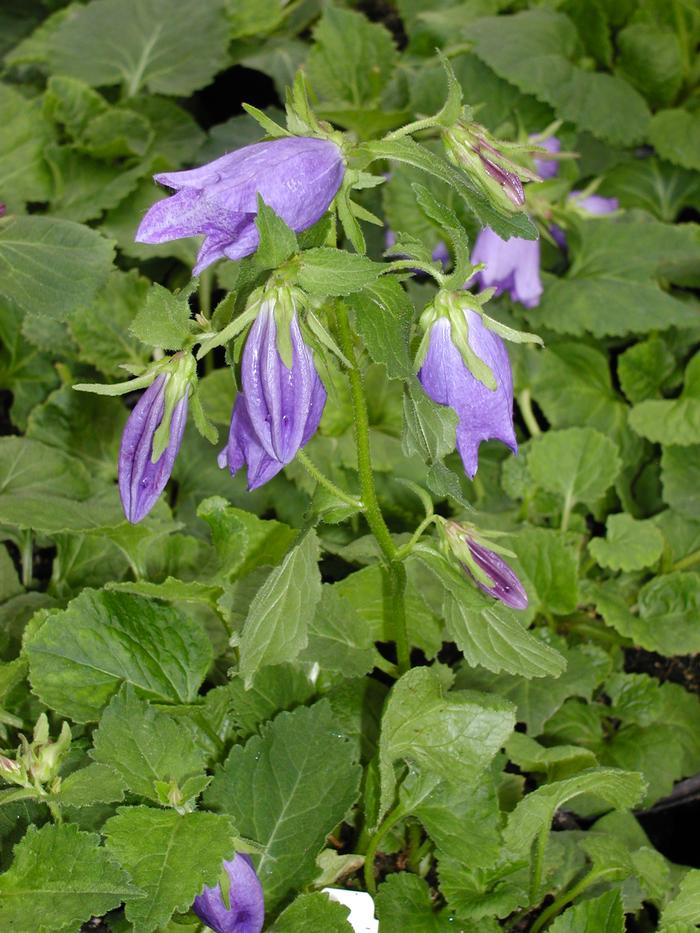 Campanula Sarastro (Campanula Sarastro)