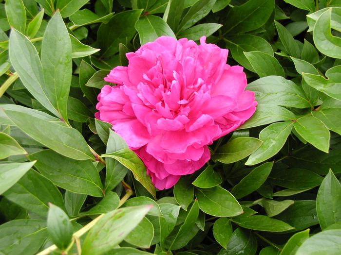 Peony Paul Wild (Peony Paul Wild)