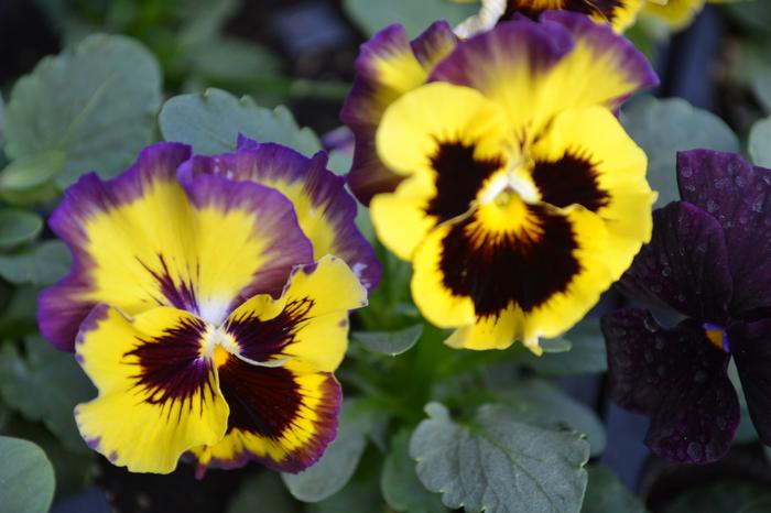 Pansy Fizzy Lemonberry (Pansy Fizzy Lemonberry)