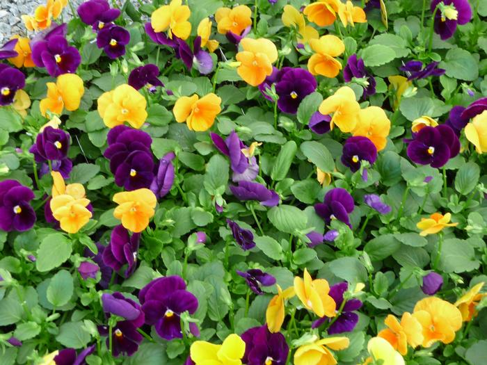 Pansy Halloween (Pansy Halloween)