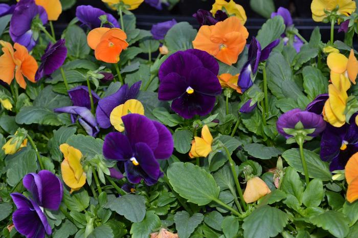 Pansy Matrix Halloween Mix (Pansy Matrix Halloween Mix)