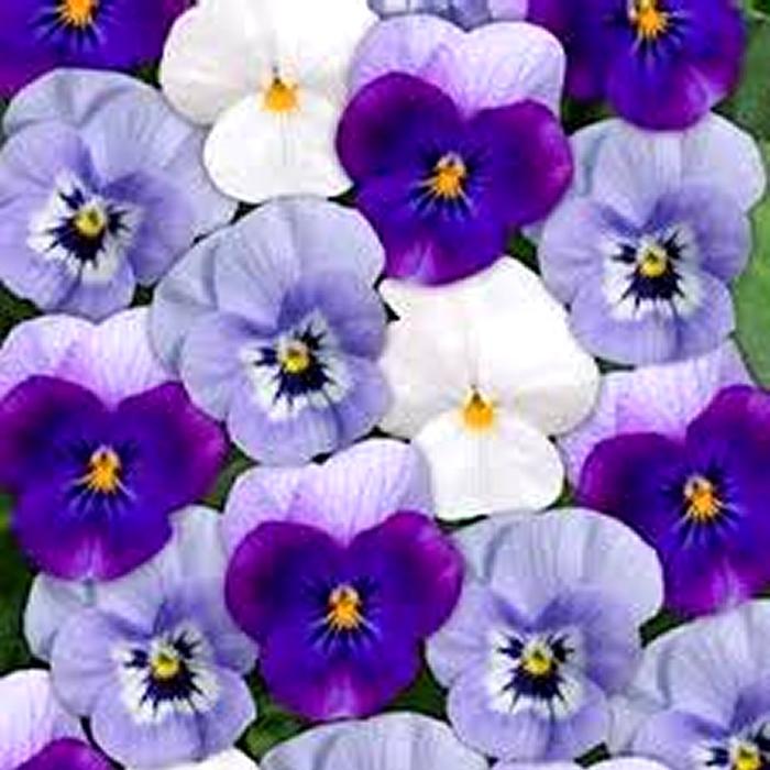Viola 'Sorbet Blueberry Frost' Viola from Plantworks Nursery