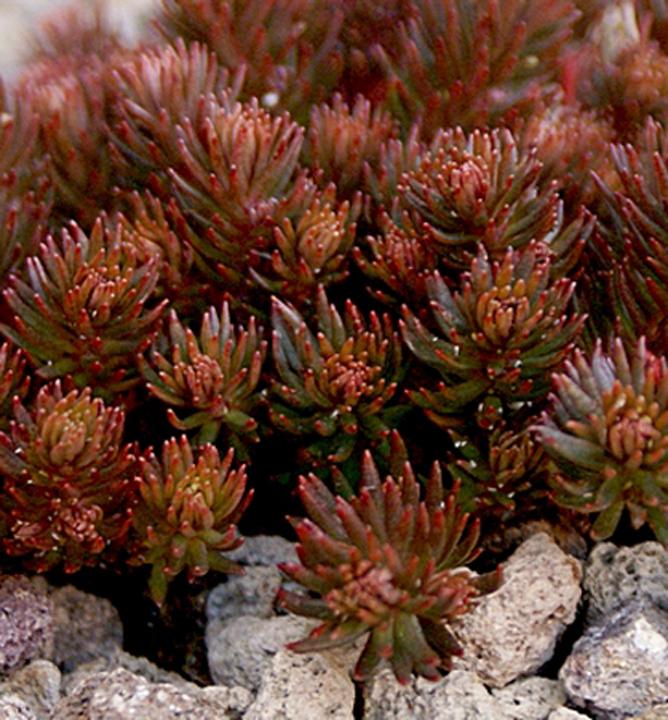 Sedum hakonense 'Chocolate Ball' Stonecrop from Plantworks Nursery