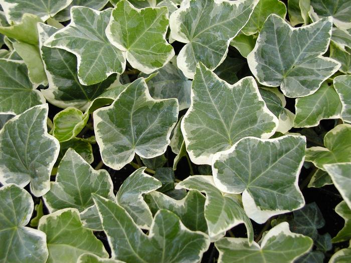 Hedera 'Anne Marie' (Hedera 'Anne Marie')