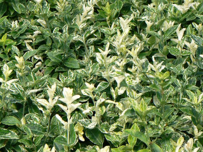 Euonymus Harlequin (Euonymus Harlequin)