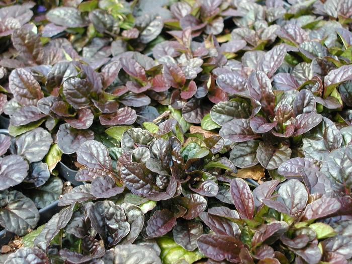 Ajuga Mahogany (Dark-Leaf Carpet Bugle)