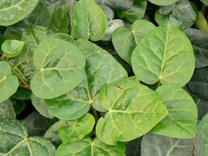 Hedera colchica (Hedera colchica)