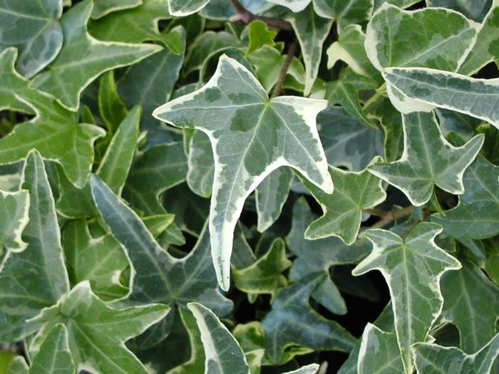 Hedera helix 'Variegated Needlepoint' English Ivy from Plantworks Nursery