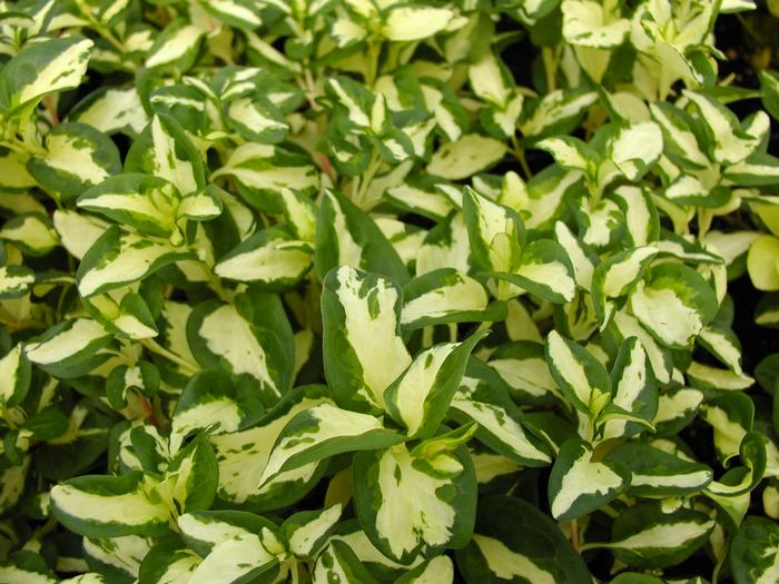 Vinca major 'Wojos Jem' (Vinca major 'Wojos Jem')