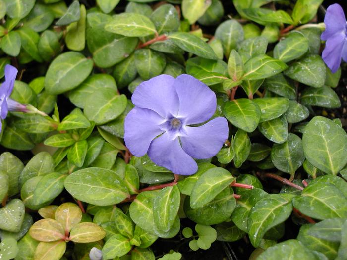 Vinca minor 'Emerald Beauty' (Vinca minor 'Emerald Beauty')