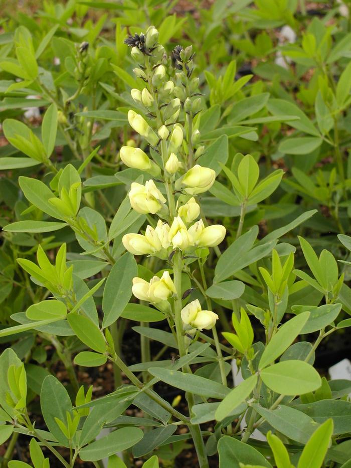 Baptisia x 'Carolina Moonlight' (Baptisia x 'Carolina Moonlight')