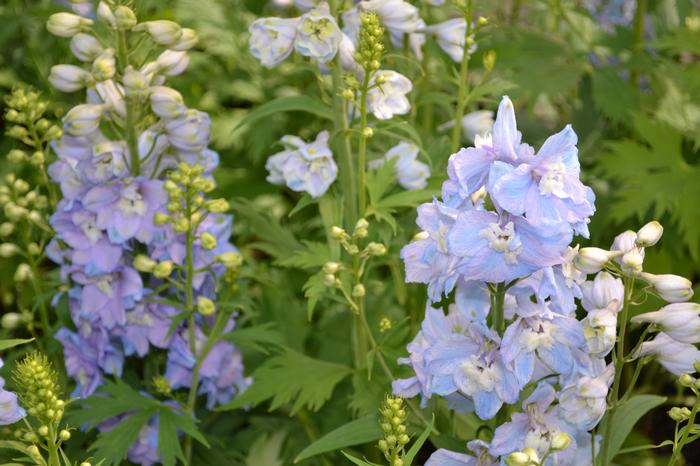 Delphinium x 'Guardian Lavender' (Delphinium x 'Guardian Lavender')