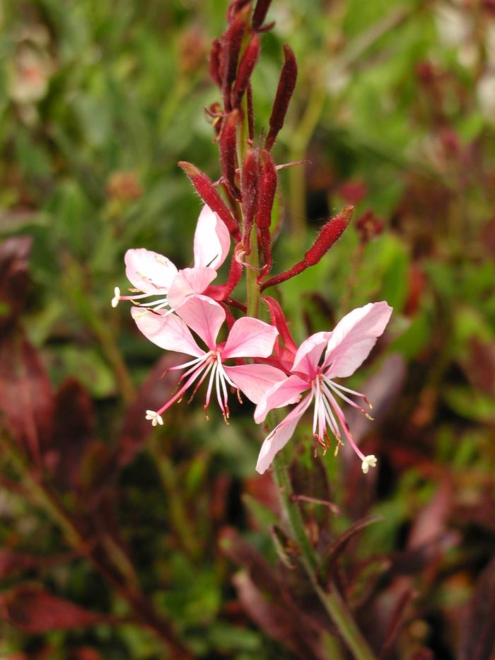 Gaura Ballerina Blush (Gaura Ballerina Blush)