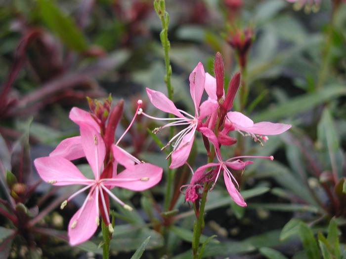 Gaura Ballerina Rose (Gaura Ballerina Rose)