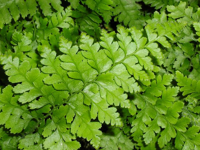 Fern Lace (Fern Lace)