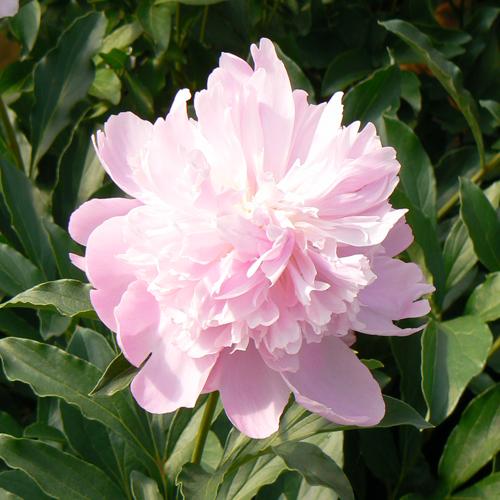 Peony Mon Jules Elie (Peony Mon Jules Elie)
