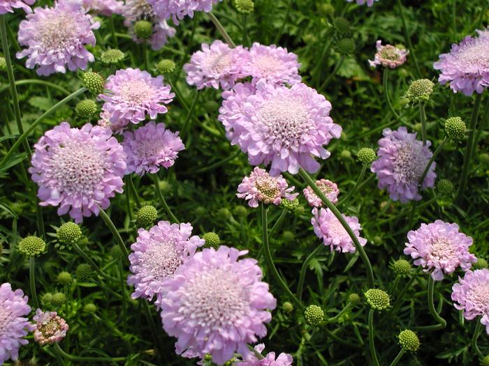 Scabiosa Pink Mist (Scabiosa Pink Mist)