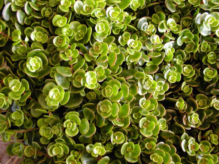 Sedum Coral Reef (Sedum Coral Reef)