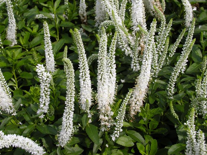 Veronica 'Alba' Speedwell from Plantworks Nursery