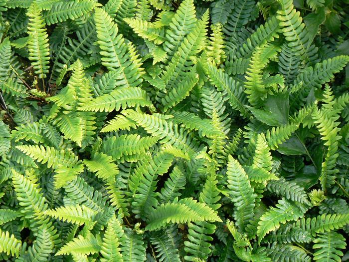 Fern Deer (Fern Deer)