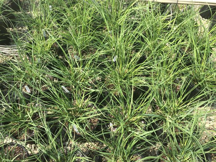 Cortaderia pumila selloana 'Blue Bayou' Dwarf Pampas Grass from