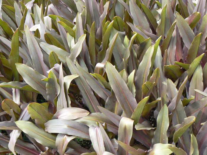 Eucomis Sparkler (Eucomis Sparkler)